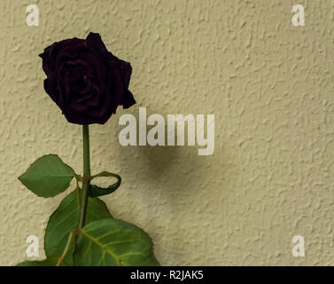 Black gothique valentine rose isolé en face d'un mur texturé Banque D'Images