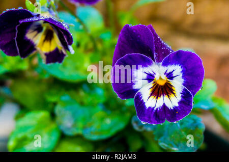 Violette fleur pansy jardin humide couvert de gouttes de donner un bel effet macro close up nature background Banque D'Images