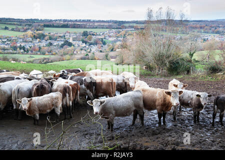 Farmer dans la boue au-dessus du village de Blockley prises de sentier public, Blockley, Cotswolds, Gloucestershire, Angleterre, Royaume-Uni, Europe Banque D'Images