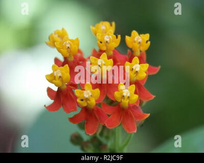 Fleuri de fleurs en soie Banque D'Images