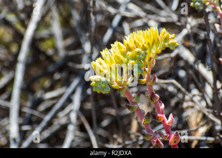 Close up of Coast dudleya (Dudleya caespitosa) fleurit sur les collines de Marin Headlands, au nord de la baie de San Francisco, Californie Banque D'Images