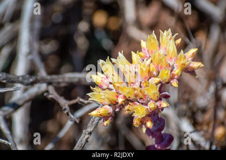 Close up of Coast dudleya (Dudleya caespitosa) fleurit sur les collines de Marin Headlands, au nord de la baie de San Francisco, Californie Banque D'Images