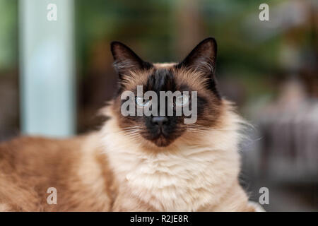 Birmanie Katze Cat Portrait aux yeux bleus Banque D'Images