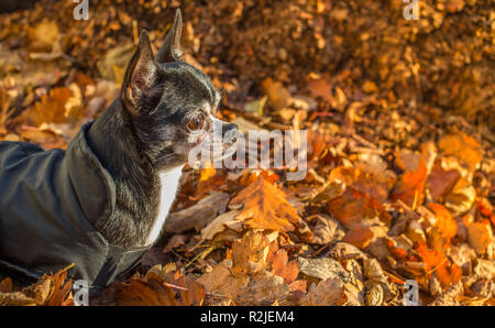 Une petite chihuahua chien assis dans les feuilles d'automne à la recherche à la lumière du soleil. Banque D'Images