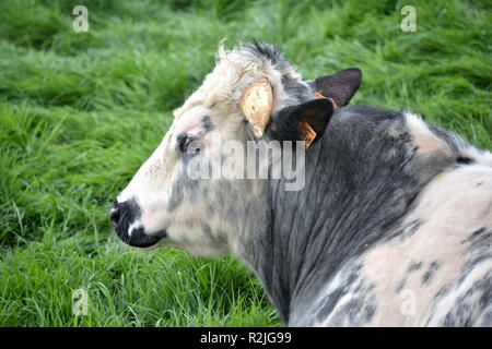 Vache Blanc Bleu belge dans le champ près de Messines, en Belgique Banque D'Images