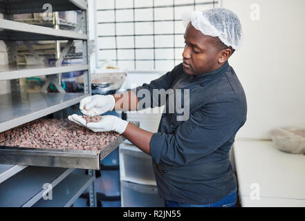 La sélection des travailleurs les fèves de cacao à partir d'un bac d'usine Banque D'Images