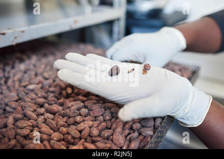 Tri des travailleurs les fèves de cacao à partir d'un bac d'usine Banque D'Images