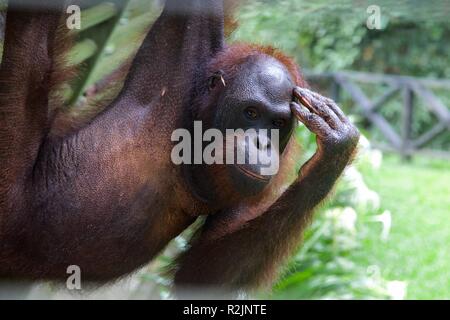 Jeune mâle orang outang joue jusqu'à l'appareil photo à Bornéo sanctuary Banque D'Images