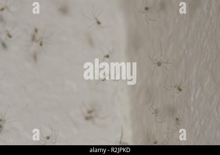 Cave des araignées, Pholcus sp., nid de jeunes Banque D'Images