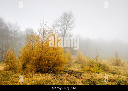 Allemagne, Hesse, Förster National Park, glade, soi-disant Triesch, avec de jeunes mélèzes à la fin de l'automne, brouillard, Banque D'Images