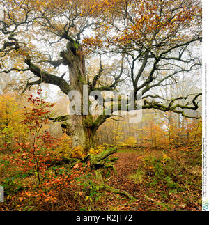 Allemagne, Hesse, Sababurg, Reinhardswald, vieux chêne noueux moussus géant dans une ancienne forêt pastorale à l'automne, le brouillard Banque D'Images