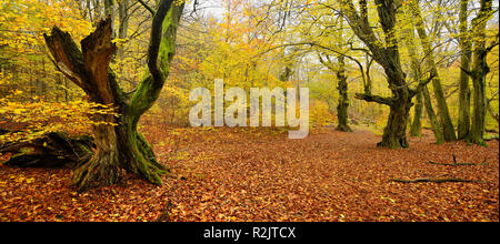 Allemagne, Hesse, Sababurg, Reinhardswald, noueux, bizarrement devenus vieux charmes dans une ancienne forêt en automne pastorale Banque D'Images