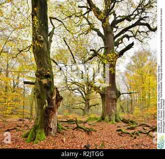 Allemagne, Hesse, Sababurg, Reinhardswald, d'énormes vieux chênes noueux moussus et de hêtres dans une ancienne forêt en automne pastorale Banque D'Images