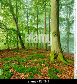 Allemagne, Mecklenburg-Vorpommern, parc national de Müritz, sous -zone Serrahn, UNESCO du patrimoine mondial naturel, forêts de hêtres des Carpates et forêts de hêtre ancienne en Allemagne, hêtraie vierge avec le brouillard, la lumière du matin Banque D'Images