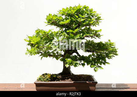 Recherche européenne ou le hêtre commun (Fagus sylvatica) bonsai sur une table en bois et fond blanc Banque D'Images