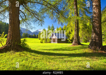 Autriche, Tyrol, Plateau de Mieming, mélèze meadows Banque D'Images