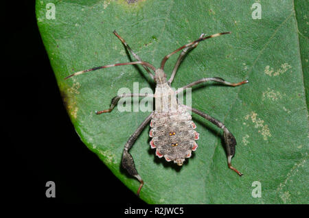 Leaf-footed Bug, Acanthocephala sp., nymphe Banque D'Images