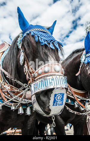 Chevaux avec le faisceau de l'entreprise cheval Augustiner Bräu lors de l'Oktoberfest, Munich, l'Oktoberfest Banque D'Images