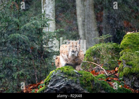 Le lynx, Lynx lynx, Lynx, captive, Allemagne Banque D'Images