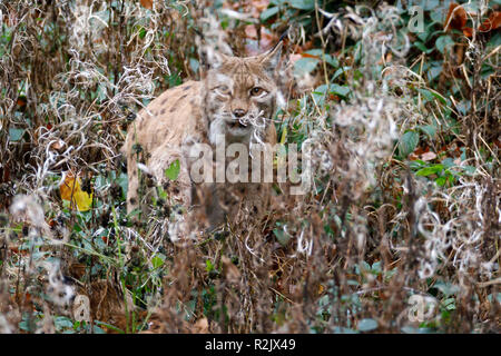 Le lynx, Lynx lynx, Lynx, captive, Allemagne Banque D'Images