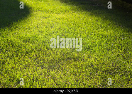 Pelouse verte,jardin,fond de texture d'herbe Banque D'Images