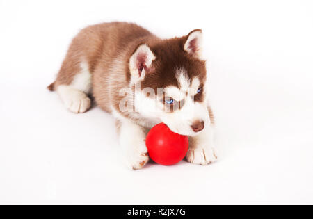 Husky de Sibérie en jouant avec une balle, en studio sur un fond blanc. Banque D'Images