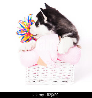 D'un chiot Husky Sibérien assis dans un panier en studio sur un fond blanc. Banque D'Images