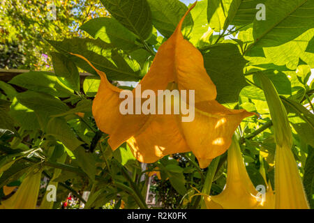 Golden Angel's Trumpet (Brugmansia aurea), dans les jardins du château de Trauttmansdorff, Meran, le Tyrol du Sud, Italie, Europe Banque D'Images