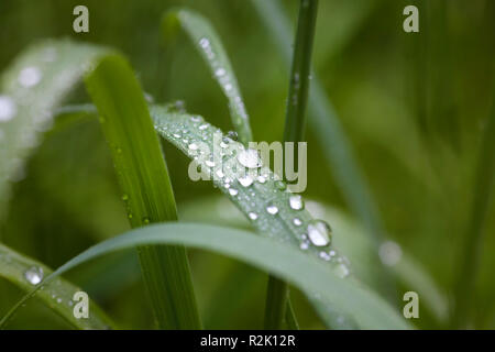 Close-up, brins d'herbe avec de l'eau gouttes Banque D'Images