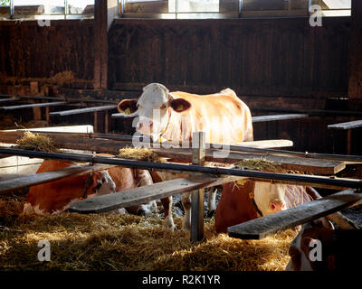 Stable dans la vache laitière Banque D'Images