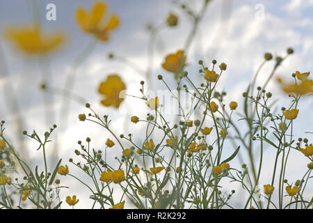 Pré des fleurs avec des fleurs jaunes Banque D'Images