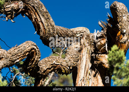 Paysage en face de Réting monastère avec Juniper tree forest Banque D'Images