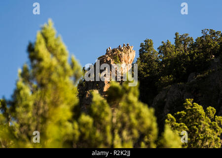 Paysage en face de Réting monastère avec Juniper tree forest Banque D'Images