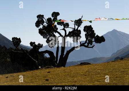 Paysage en face de Réting monastère avec Juniper tree forest Banque D'Images