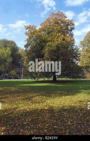 Bel arbre dans la clairière avec des feuilles mortes et de nice météo octobre chaud Banque D'Images