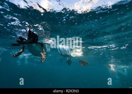 Cap sur gannet Morus capensis hunt, sardines, océan Indien, Côte Sauvage, Banque D'Images