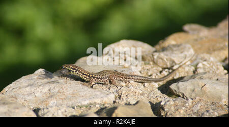 Lizard avec de la nourriture Banque D'Images