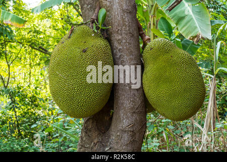 Jaque sur l'arbre, Plantation Banque D'Images