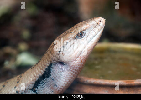 Vue Portrait de Blue-tongued lizard dans zoo. Banque D'Images