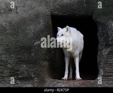 Loup Blanc dans le trou noir Banque D'Images