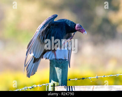 Un urubu, Cathartes aura, est perché sur un piquet de clôture dans le nord-ouest de la Louisiane. Banque D'Images