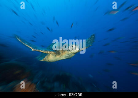 Tortue verte, Chelonia mydas, Wolf Island, Galapagos, Equateur Banque D'Images