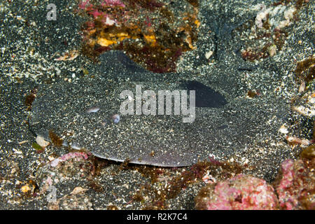 Ray électrique géant, entemedor Narcine Cabo, Douglas, île Fernandina Galapagos, Equateur, Banque D'Images