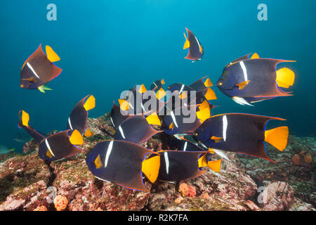 Banc de poissons-anges, King Holacanthus passer, Cabo Marshall, l'île Isabela, Galapagos, Equateur Banque D'Images