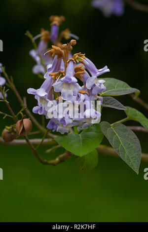 Paulownia tomentosa paulownia - Banque D'Images