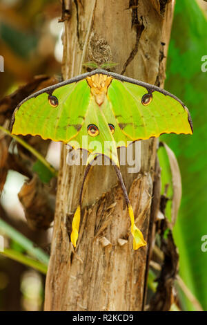 Vue dorsale d'un paon vert papillon Papillon (lat . : Actias luna) assis sur un tronc d'arbre tropical. Banque D'Images