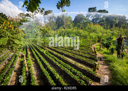 Une plantlings au délayage de la Finca Hamburgo coffee plantation près de Tapachula, Chiapas, Mexique. Banque D'Images