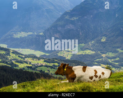 Profiter de la vue de la vache sur l'alpage en Oberland Bernois Banque D'Images