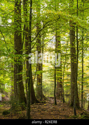 Forêt d'automne mince à l'Etzel passent dans le canton de Schwytz Banque D'Images