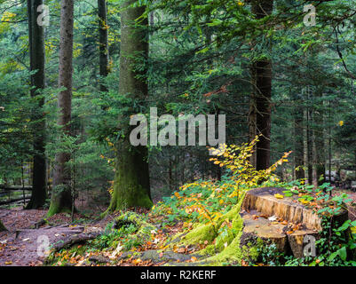 Forêt d'automne à l'Etzel passent dans le canton de Schwytz Banque D'Images